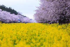 メニエール病はあきつ鍼灸治療院で治療を試みましょう